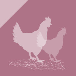 Broiler welfare on farms - eLearning module