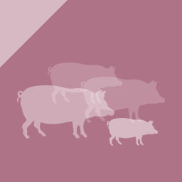 Eläinten hyvinvointi sikojen tuotannossa
